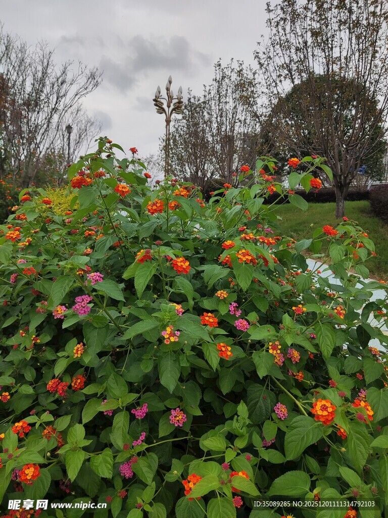 繁花盛开的美丽户外景致