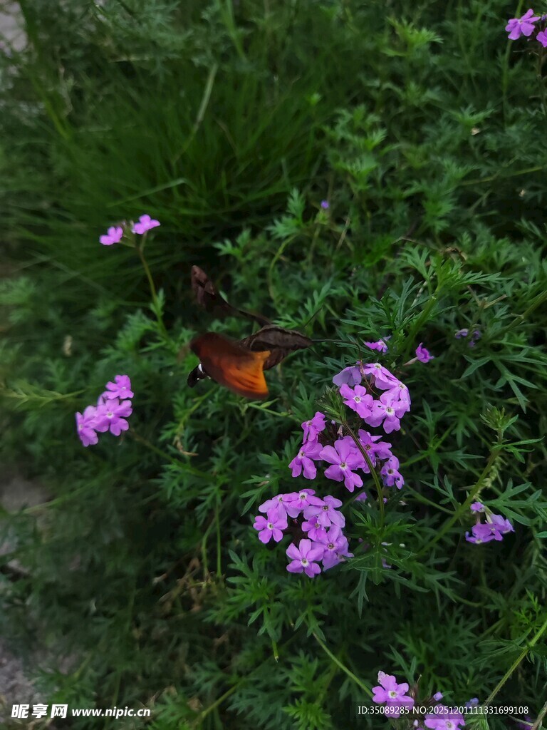 蝴蝶停驻紫色花丛间