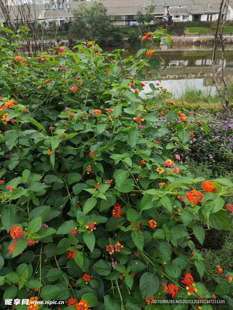 绿叶丛中艳红花朵绽放