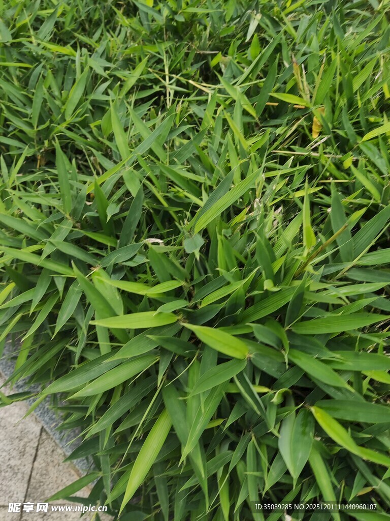 翠绿葱茏的丛生绿植