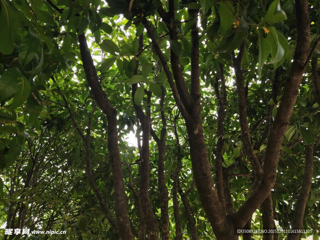 茂密树林中的繁茂枝叶