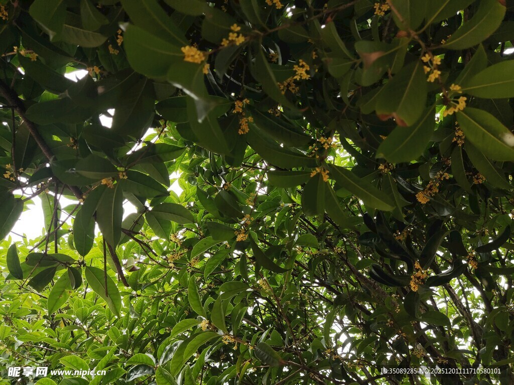 绿荫下的繁茂枝叶