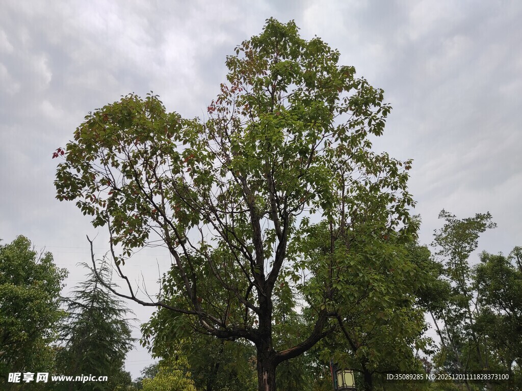 高大树木挺立阴云之下