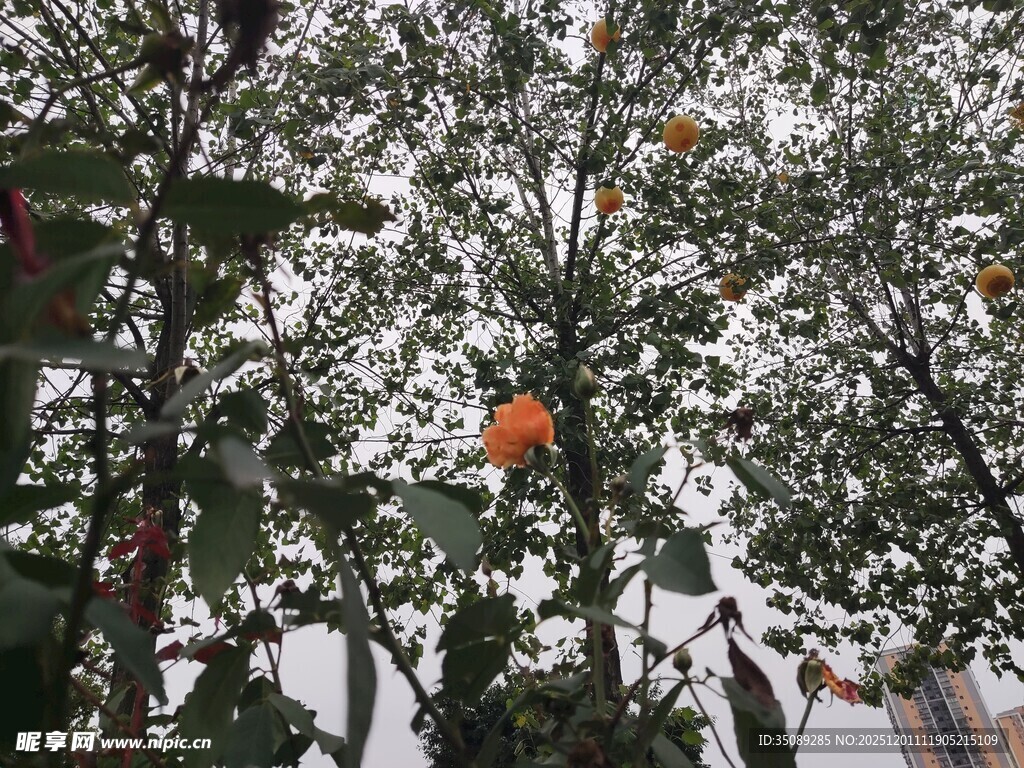 枝头挂果的繁茂树木