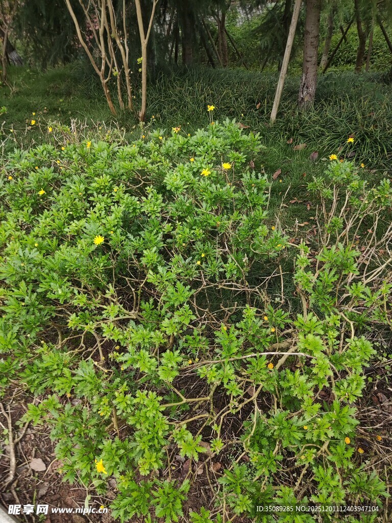 茂密绿植生机盎然