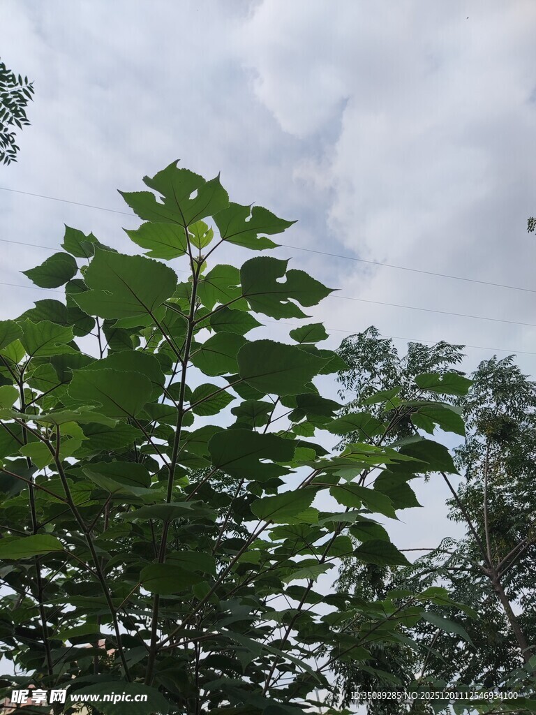 绿叶映天生机盎然