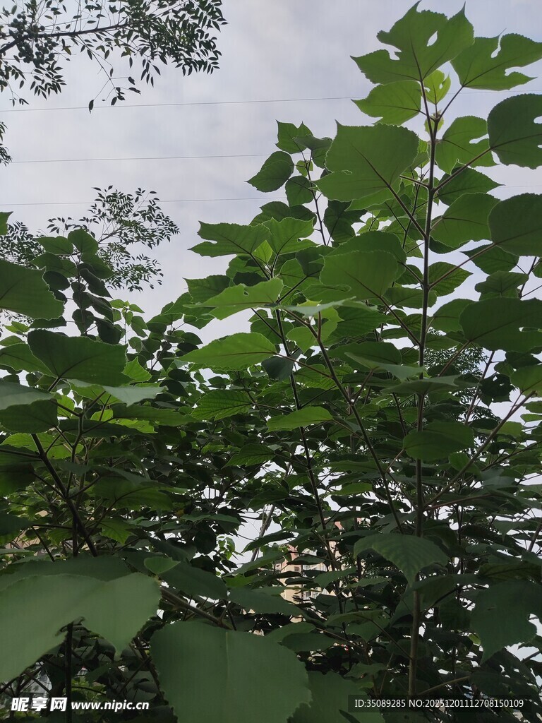 绿叶繁茂的自然景象