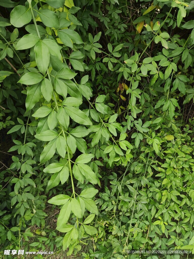 繁茂绿植景观