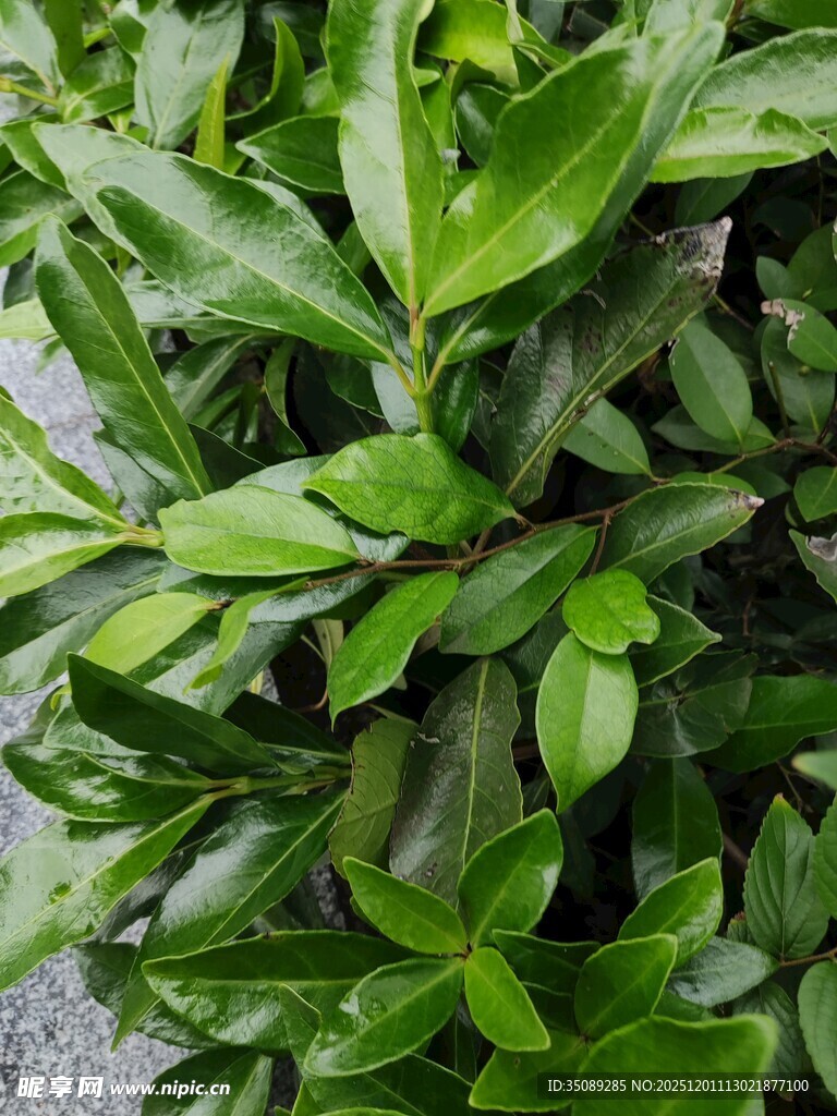 翠绿繁茂的绿植叶片