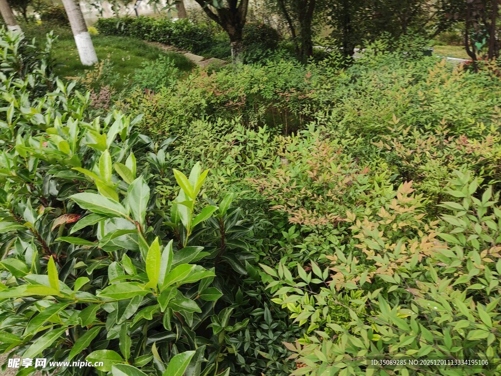 绿意盎然的繁茂植物景观