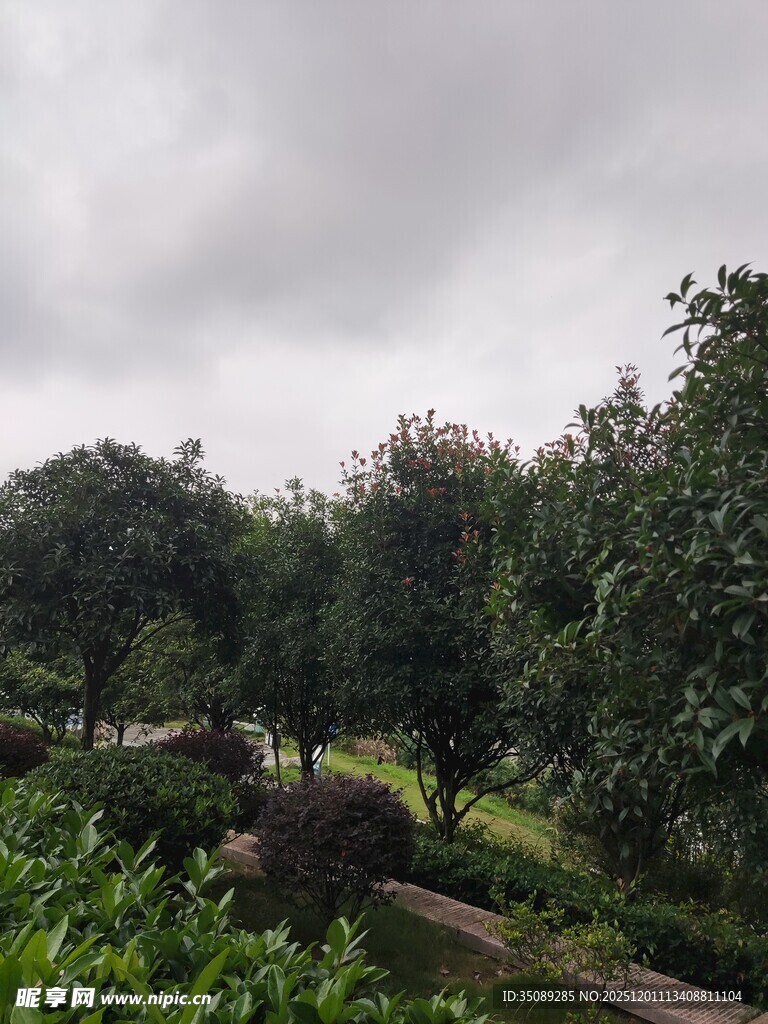 阴天中的绿植景观
