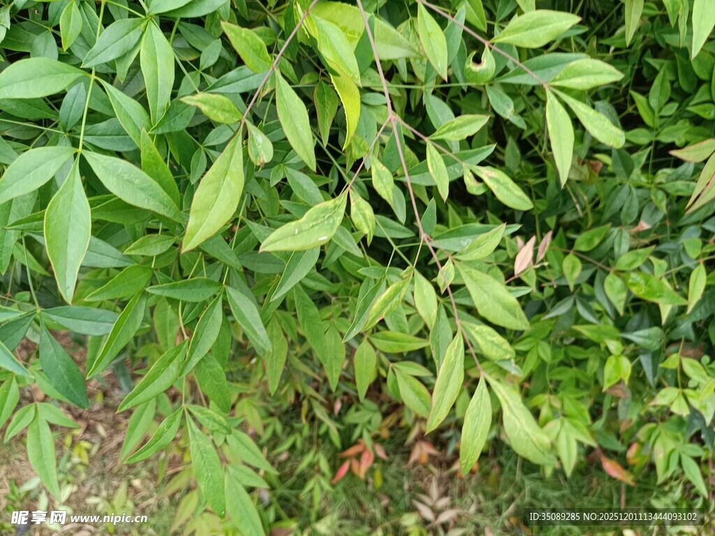 翠绿繁茂的植物叶片