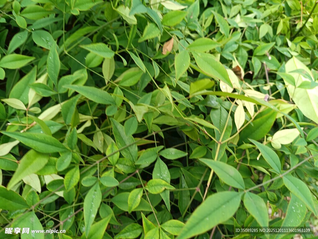 翠绿繁茂的植物景观