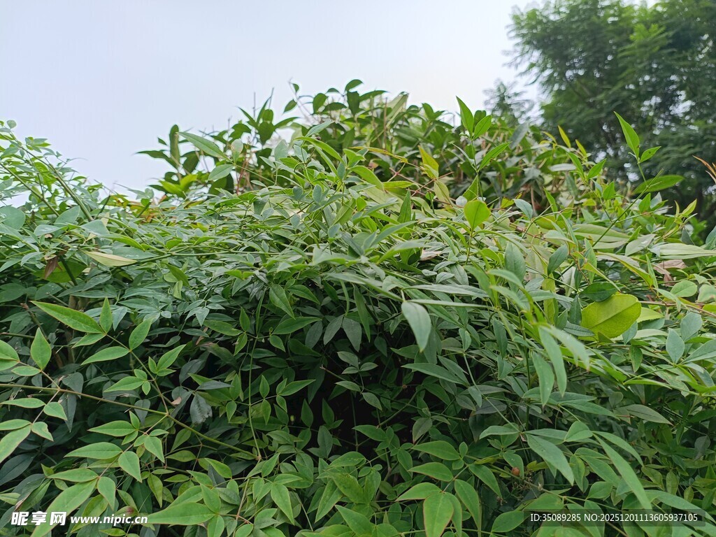 繁茂绿植生机盎然