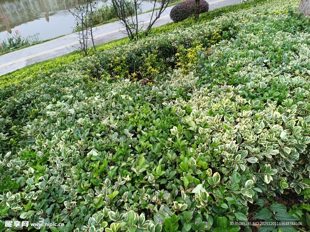 绿意盎然的植物景观