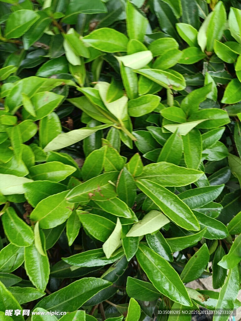 翠绿鲜嫩的叶片特写