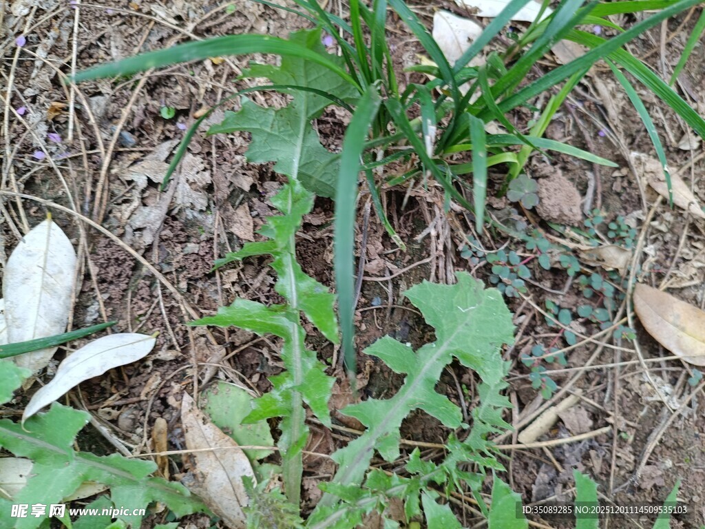 野外生长的绿色植物