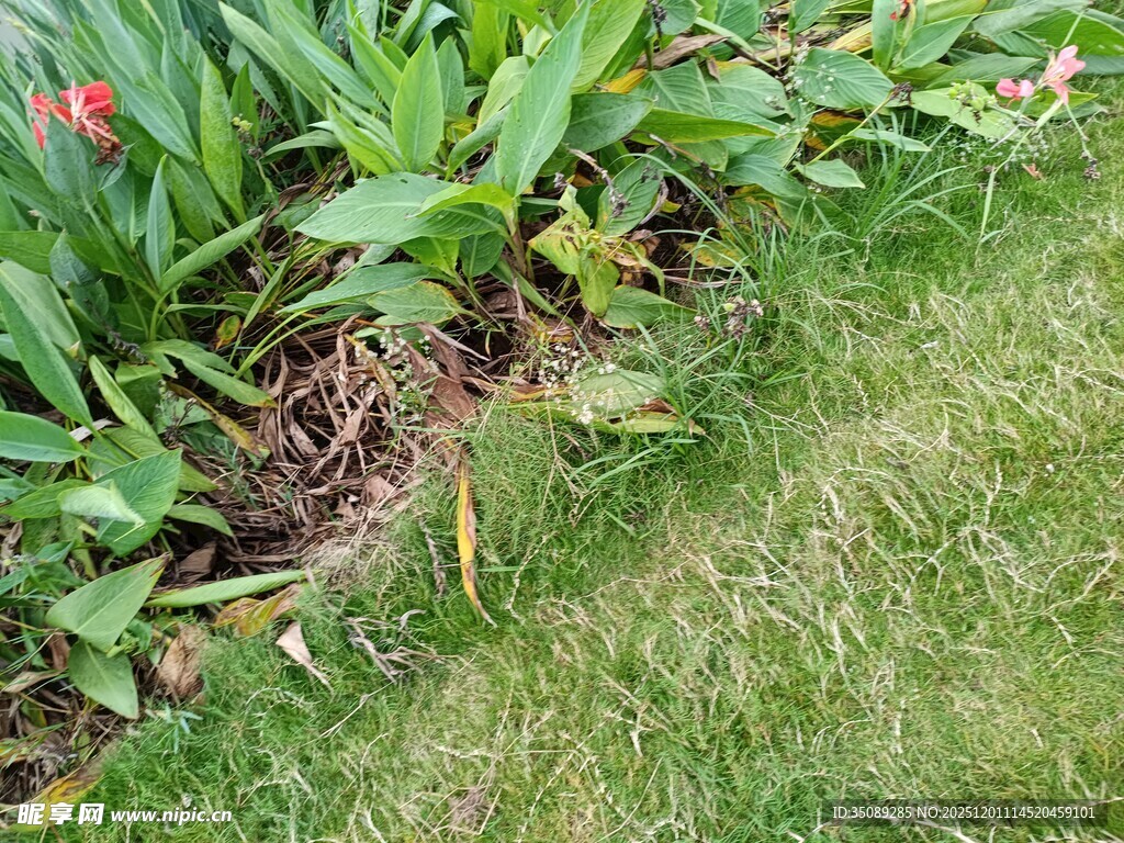 草地旁的绿叶与花卉