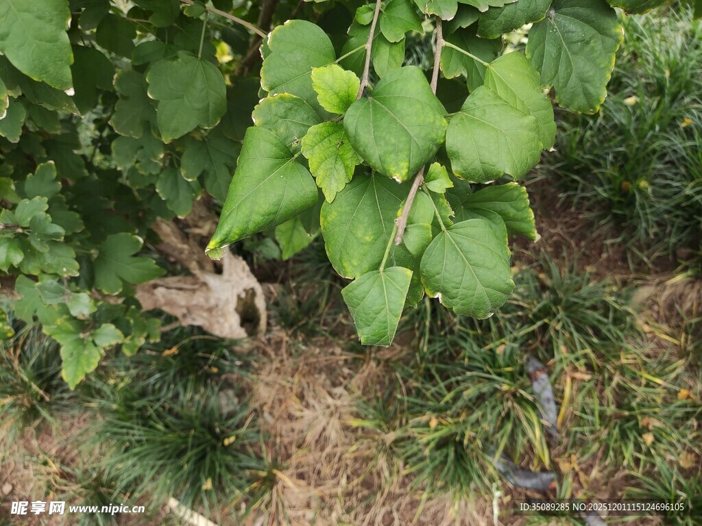 绿叶丛中的小鸟