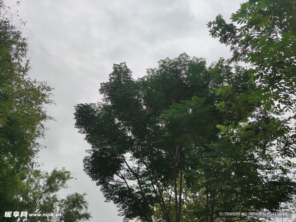 仰视茂密树林树冠