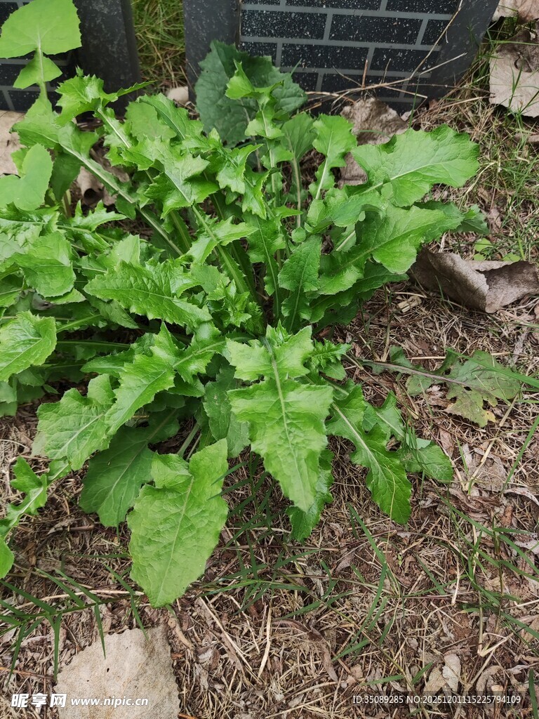 绿叶植物生长于地面