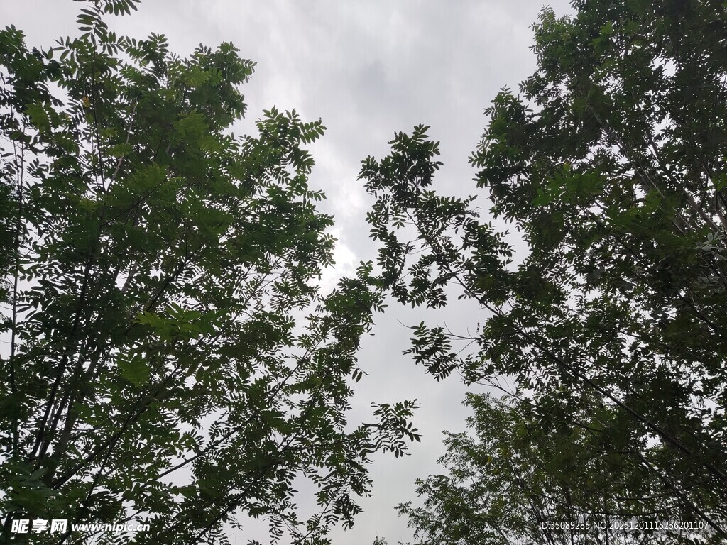 仰视茂密树林树冠