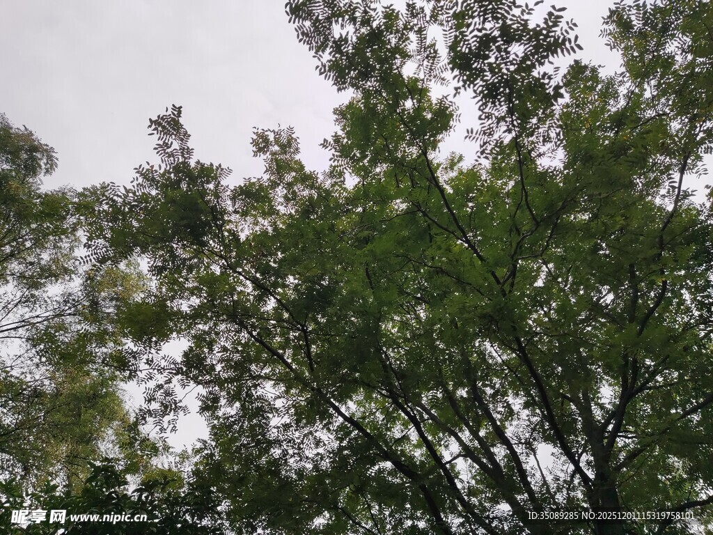 仰视茂密绿树树冠