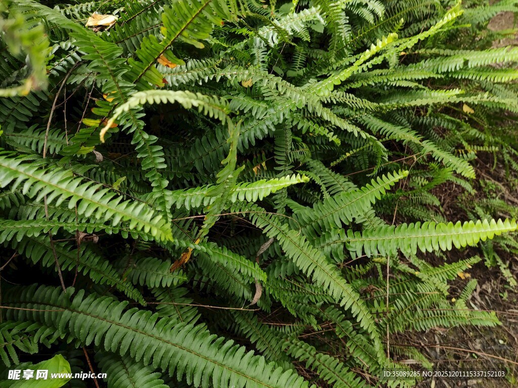 翠绿蕨类植物特写