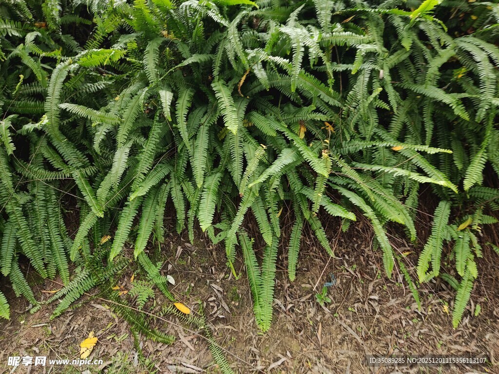 翠绿繁茂的蕨类植物