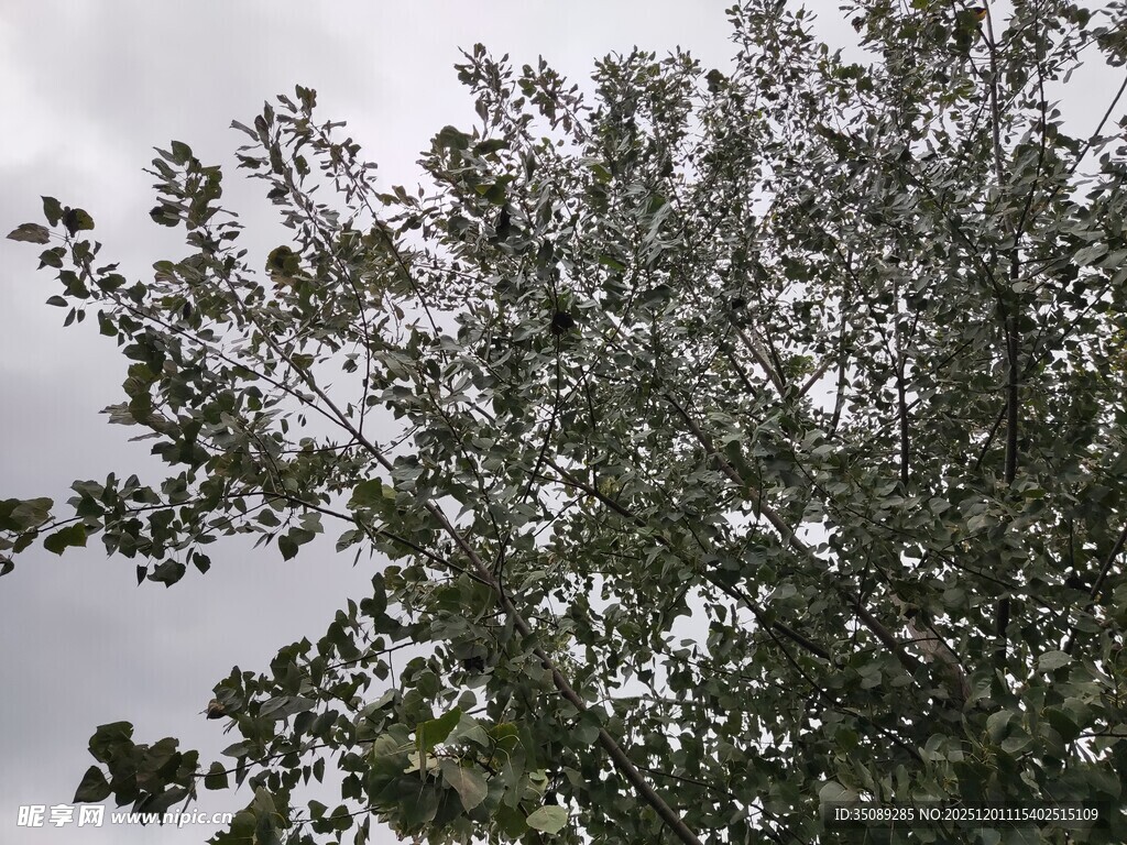 枝叶繁茂的树木