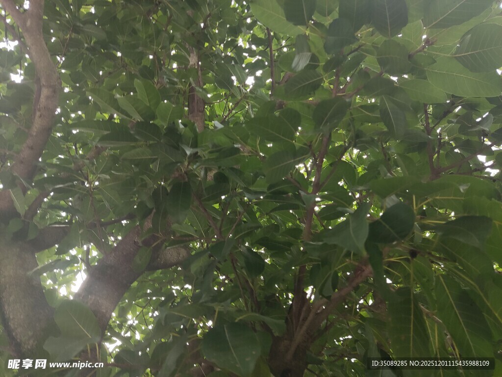 茂密枝叶间的斑驳光影