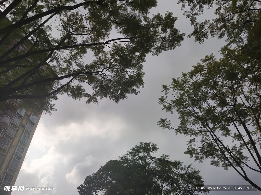 仰视树冠下的阴沉天空