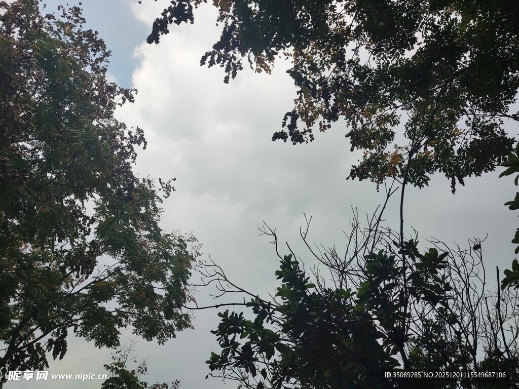 透过枝叶望天空