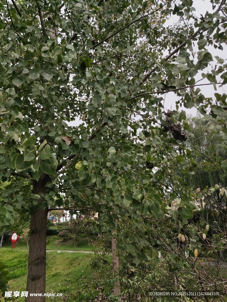 绿树成荫的户外景致