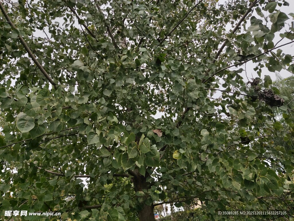 绿叶繁茂的树木