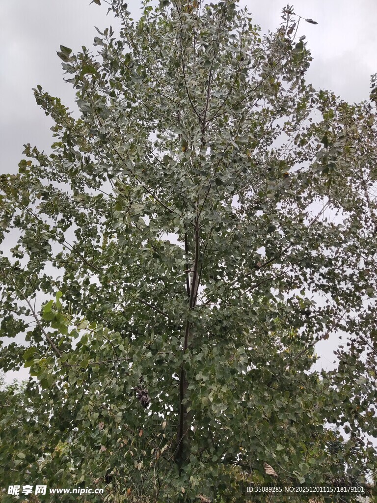 高大繁茂的绿树