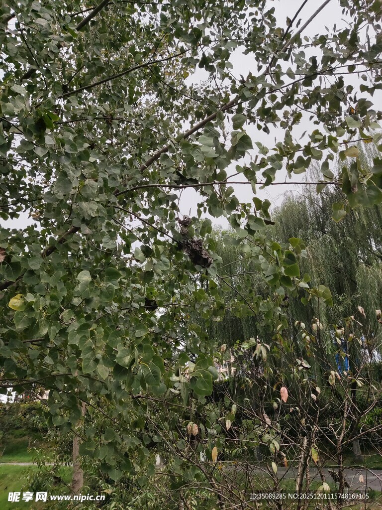 绿叶繁茂的树木景观