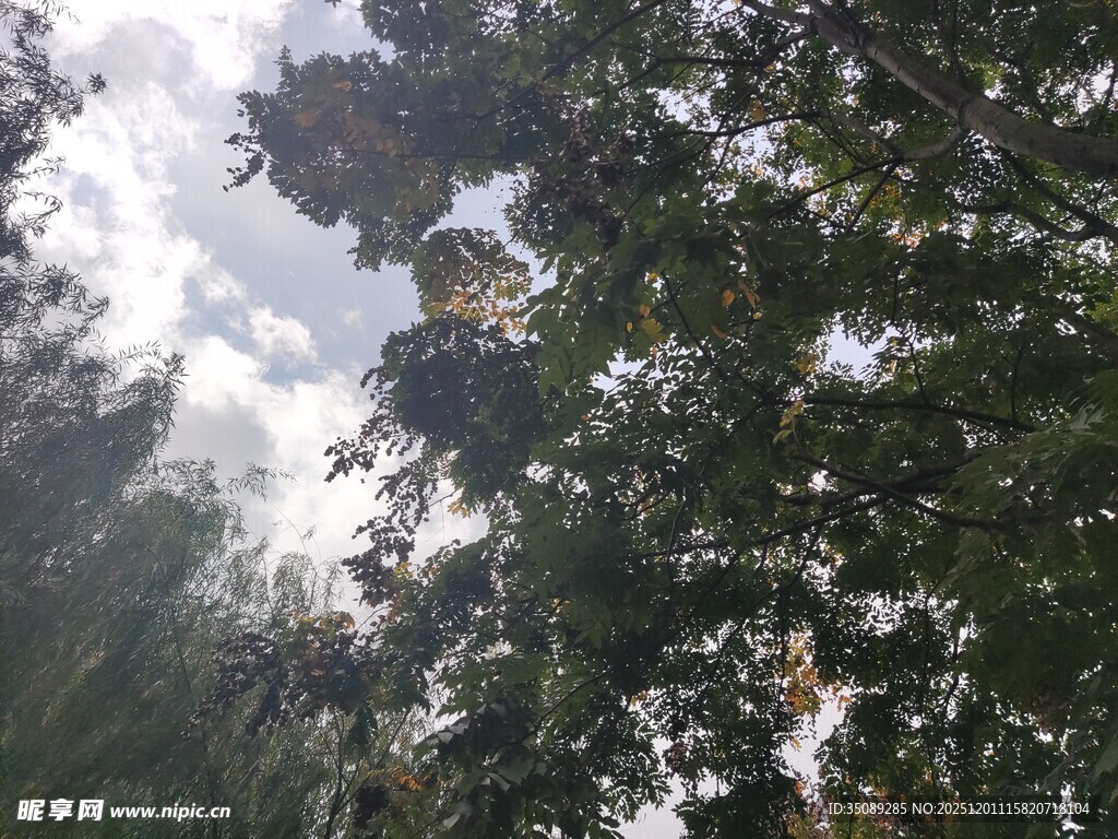 林间天空枝叶间的光影