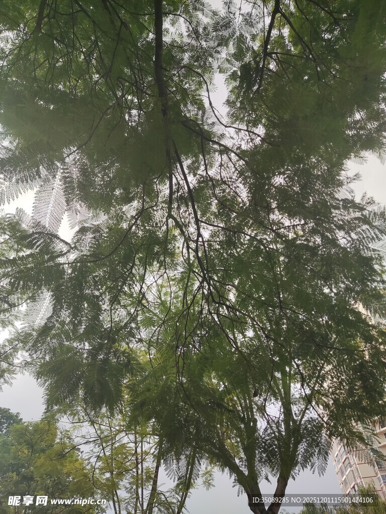 仰视繁茂绿树树冠