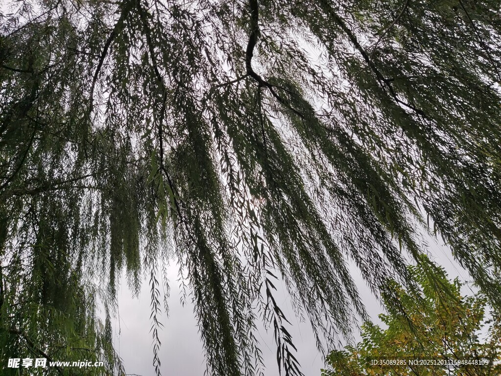 垂柳依依尽显春日风情