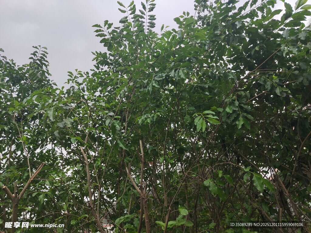 茂密绿植展现自然生机