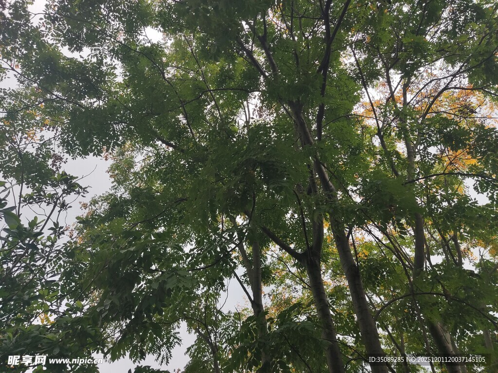 仰视茂密树林绿意盎然