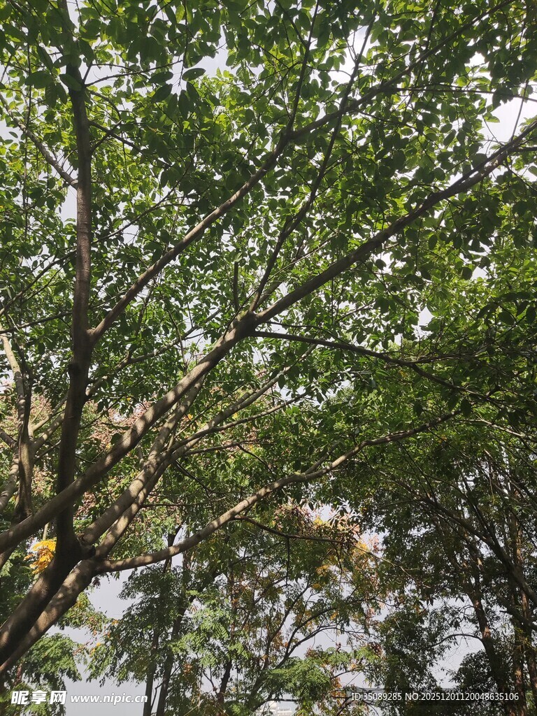 繁茂绿树枝叶交错之景