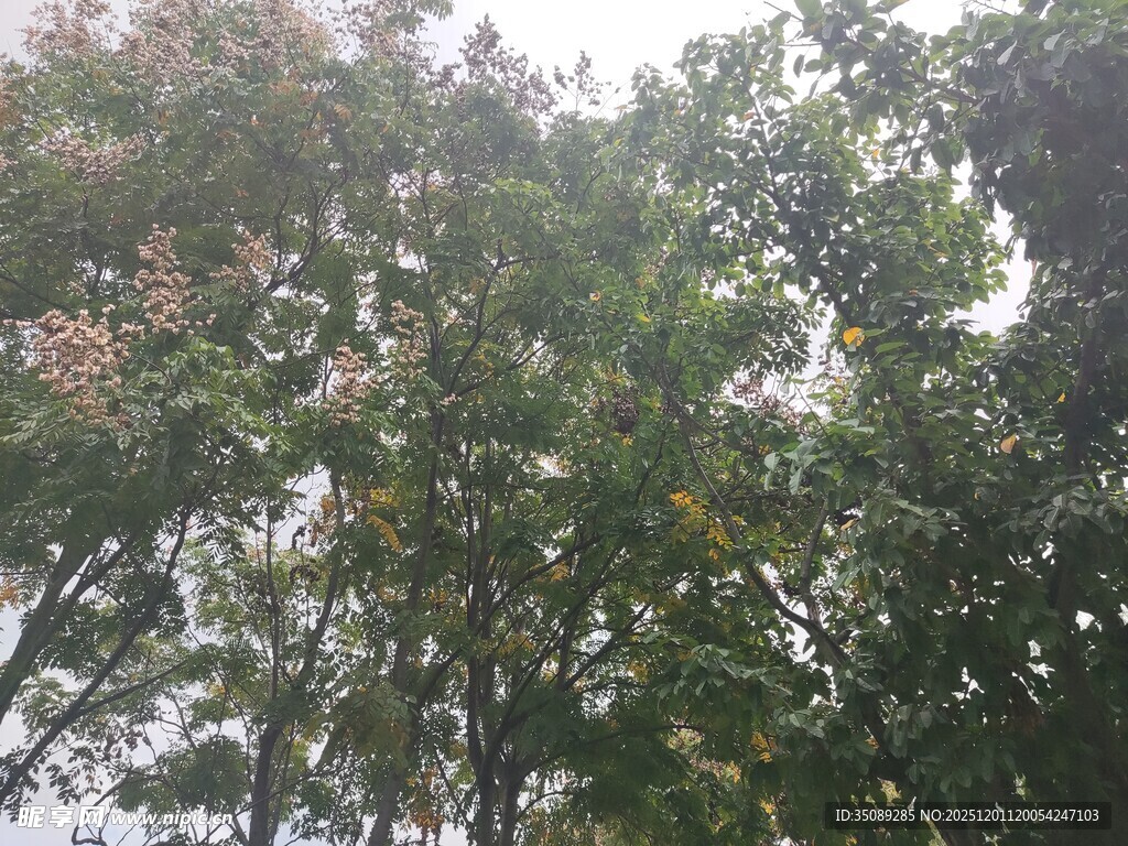 繁茂绿树尽显自然生机