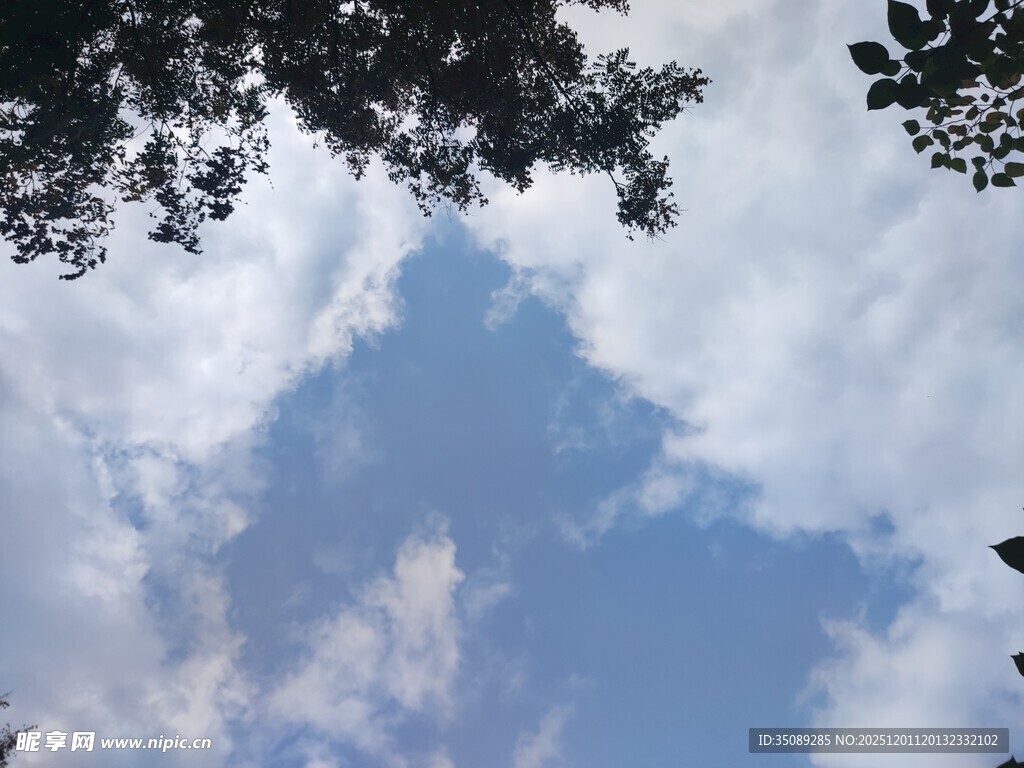 仰望蓝天与枝叶