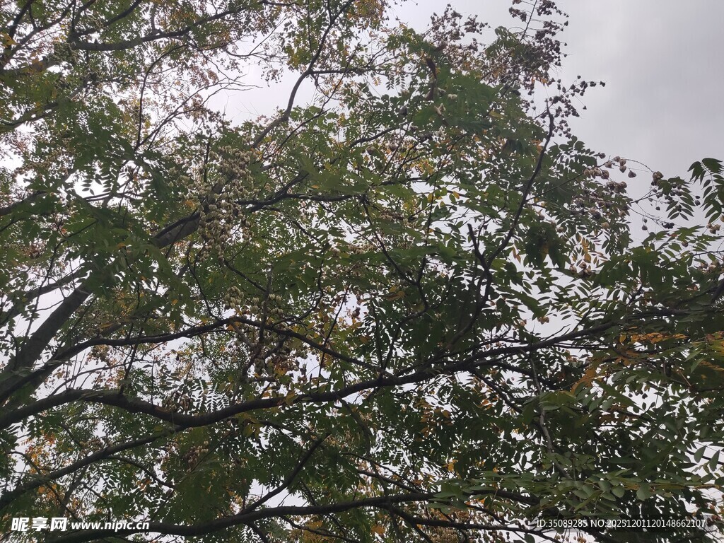 枝叶繁茂的树木景观