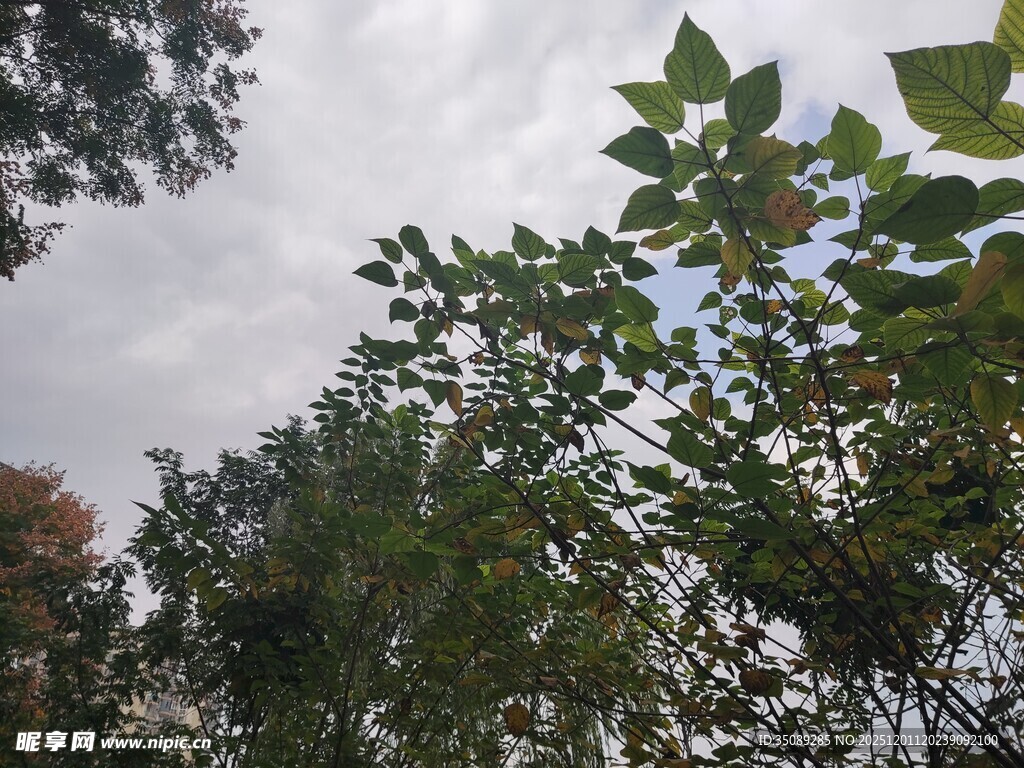 繁茂绿树与天空景致