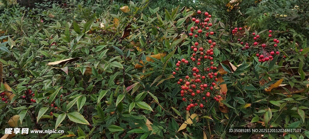 绿叶间的艳丽红色植物