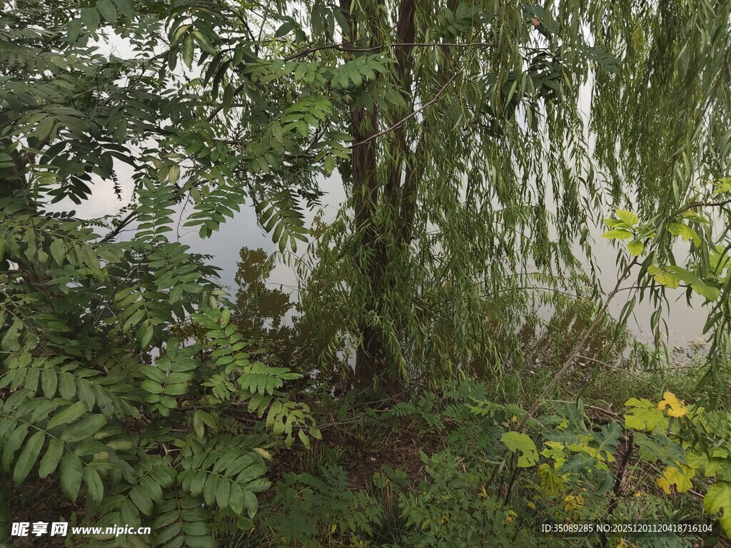 湖畔葱郁绿植景观