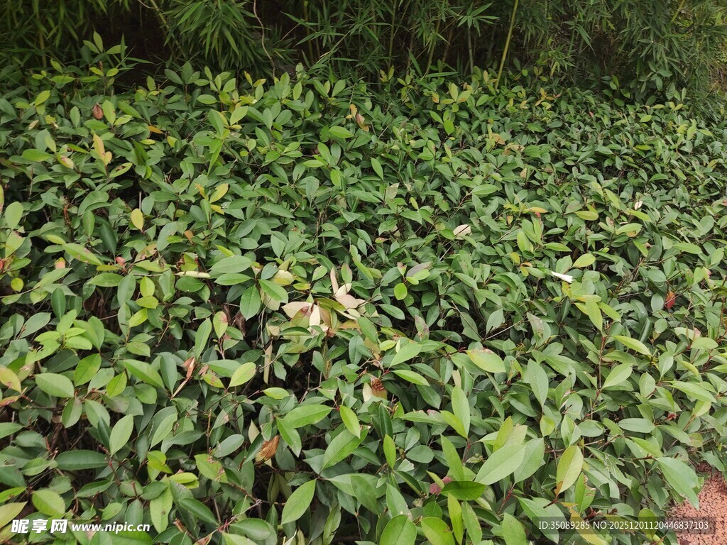 繁茂绿植景观